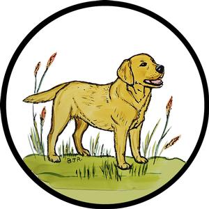 Golden Labrador