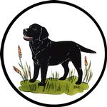Black Labrador