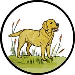 Golden Labrador