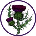 Scottish Thistle